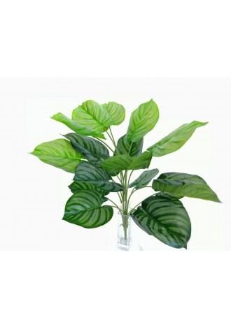 planta-calathea-plateada-60cm