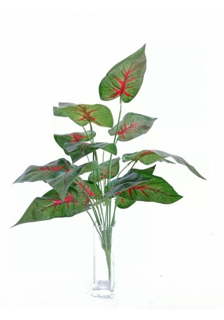 planta-calathea-rosea-roja-58cm-largo