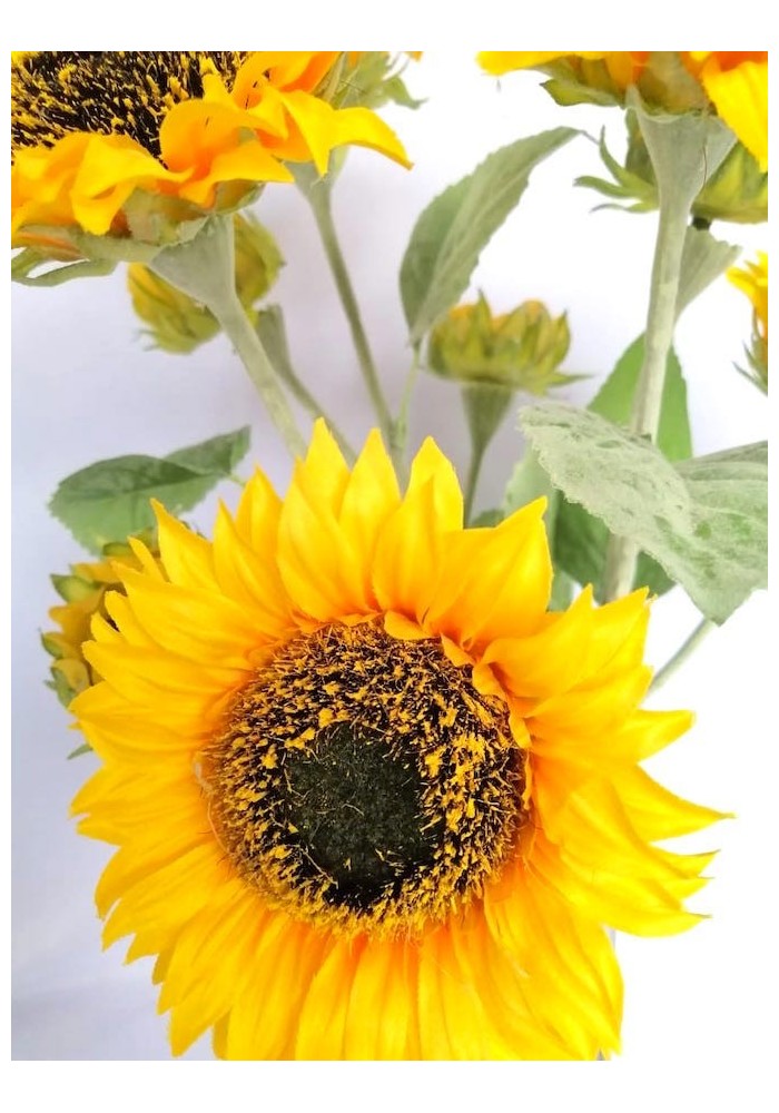 ramo-de-girasoles-60cm-de-largo-6-girasoles-y-3-boton-de-girasol