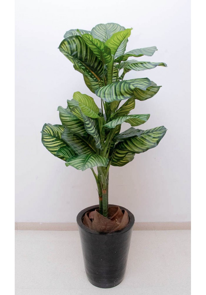 Calathea zebrina 125cm altura, precio no incluye maceta